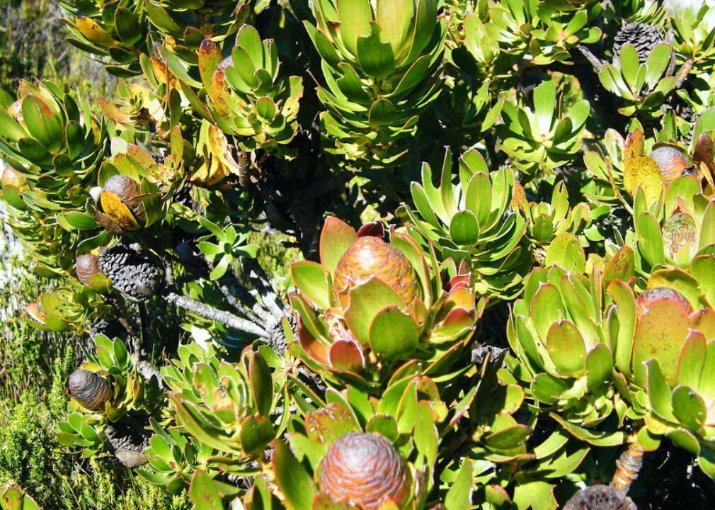 Wolseley conebush
